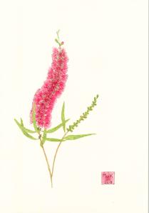 'Bottlebrush' A4 ink and watercolour $200